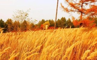 2021年是早秋还是晚秋