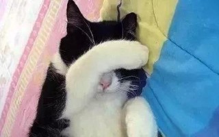 把头埋在你腿里吸