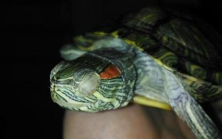 巴西龟白眼病治疗