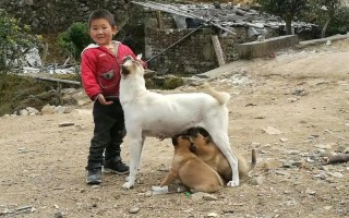 把自己给了一野狗