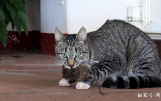 猫为什么要吃老鼠？