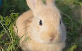 玉兔出宫是什么生肖数字-玉兔出宫打一最准生肖