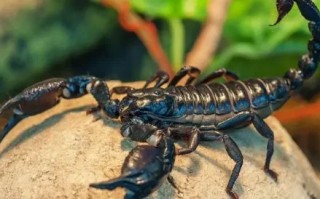 蜈蚣跟蝎子哪个更毒(蜈蚣和蝎子哪个更毒-蜈蚣对人有致命毒吗-)