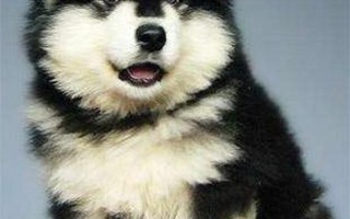 阿拉斯加雪橇犬价格