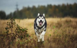 阿拉斯加雪橇犬性格
