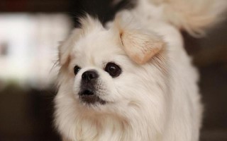 北京犬多少钱一只