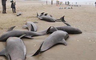 4头搁浅瓜头鲸重归大海