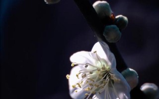 暗香疏影形容哪种花