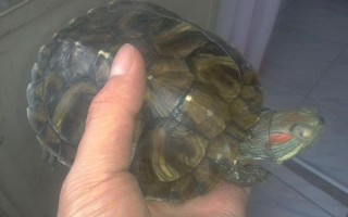 巴西龟白眼病图片