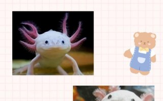 泰坦巨蟒有多大真的存在吗-泰坦巨蟒为何能如此之大