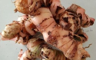 良姜还叫什么名字