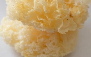 白木耳是什么意思