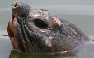 百年巨鳖上岸被捉