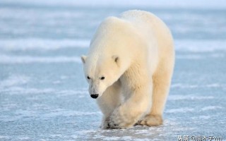 北极熊的毛是什么颜色的