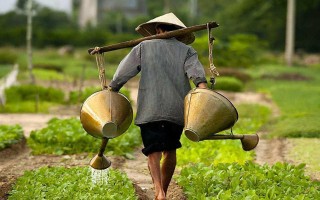 农村种植什么可以致富(农村种植什么能致富？谁能帮帮我)