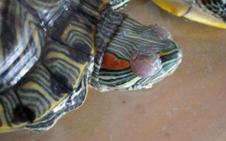 巴西龟白眼病怎么办