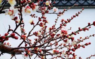 暗香浮动打一生肖