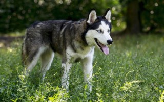 哈士奇是什么品种的狗